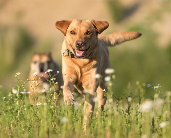 Happy Dog and Omega 3 Krill